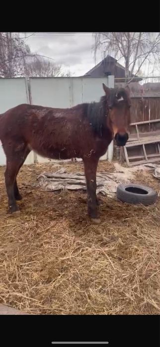 Кунан құнан жжеребчик лошадь донен дөнен