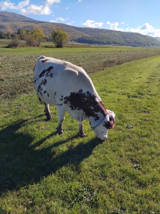 Vand vaca baltata romaneasca