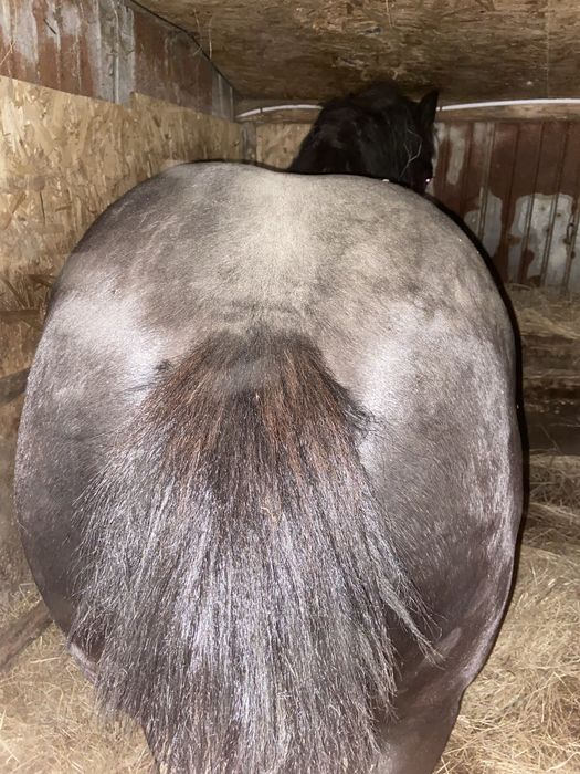 Armasar Semi-Greu de montă.