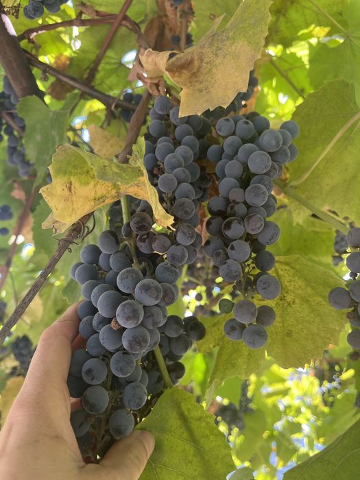 Продам виноград винный сорт Изабелла