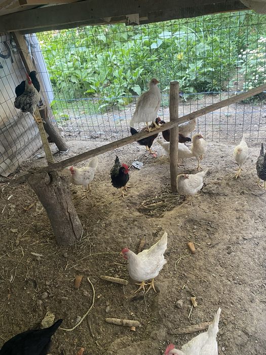 120 kunlikdan oshgan Jo’jala sotiladi Sergeli Xonobod