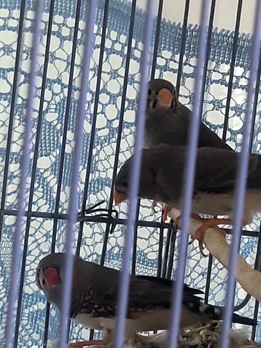 Продам молодых амадинов.