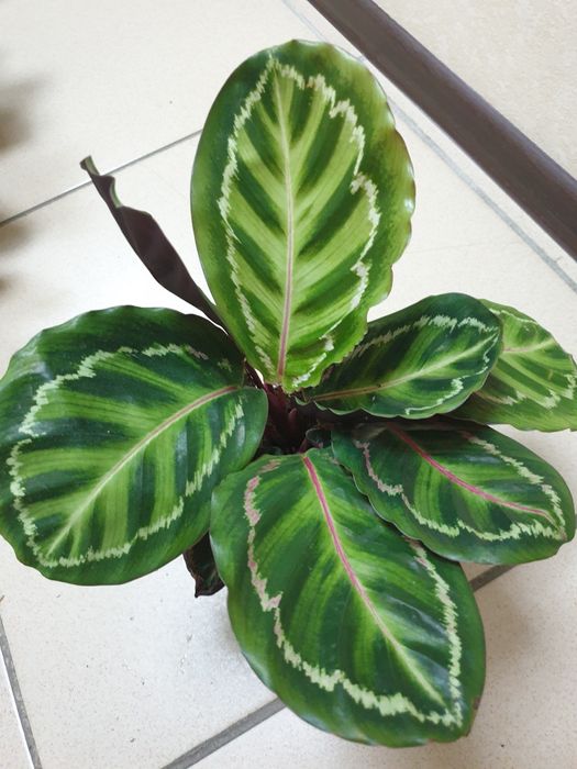 Продам комнатные цветы