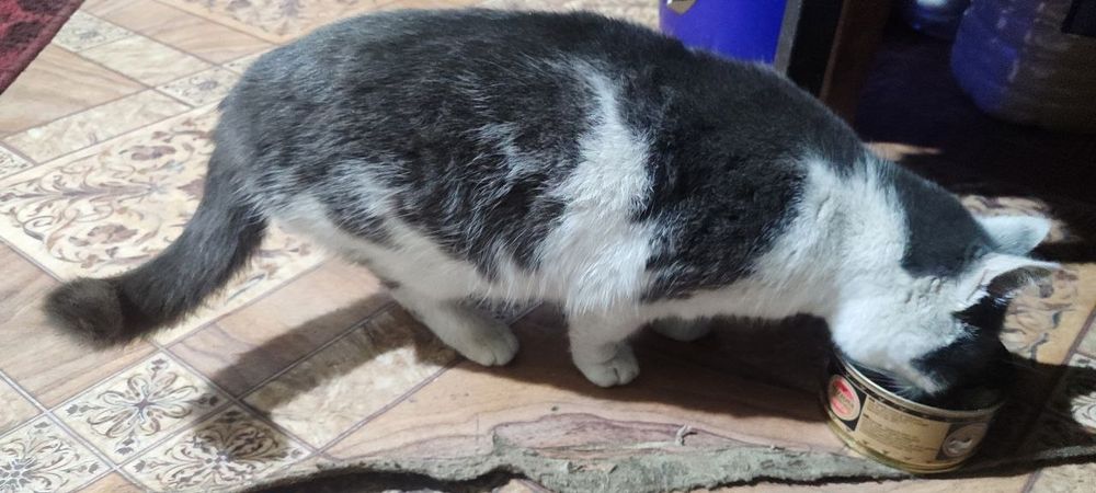 Mehrli qo'llar uchun Qiz Mushuk