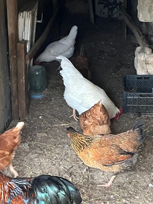 2 қораз 6тауық сатылады