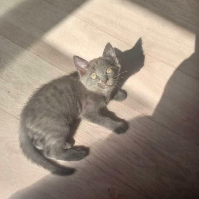 Котенгк 2 месяца