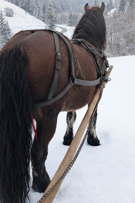 Iapa de 3 ani jumătate grea