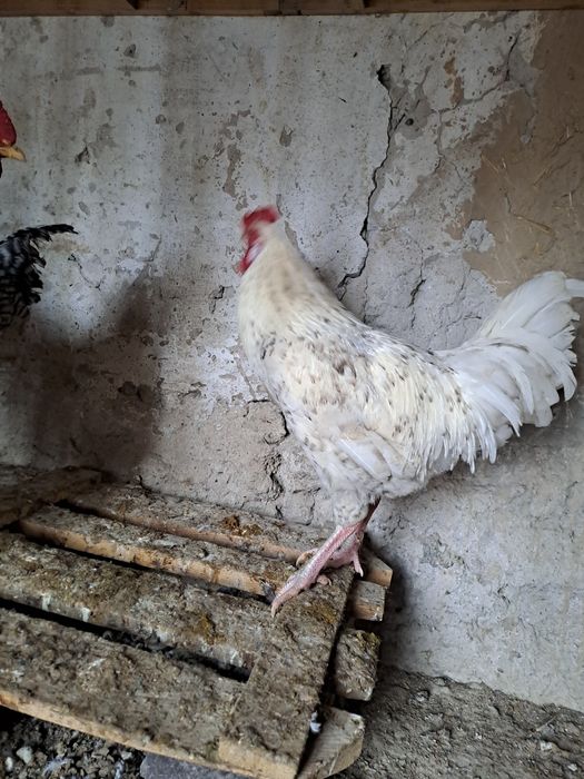 Прадам куры петух