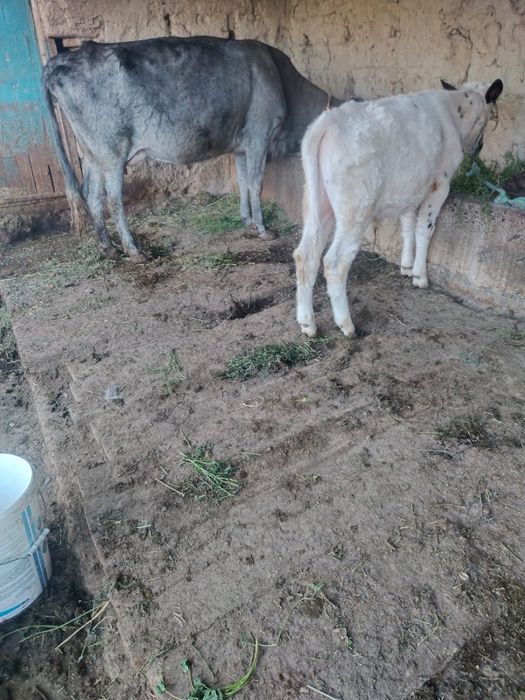 Сүтті Бұзаулы Сиыр