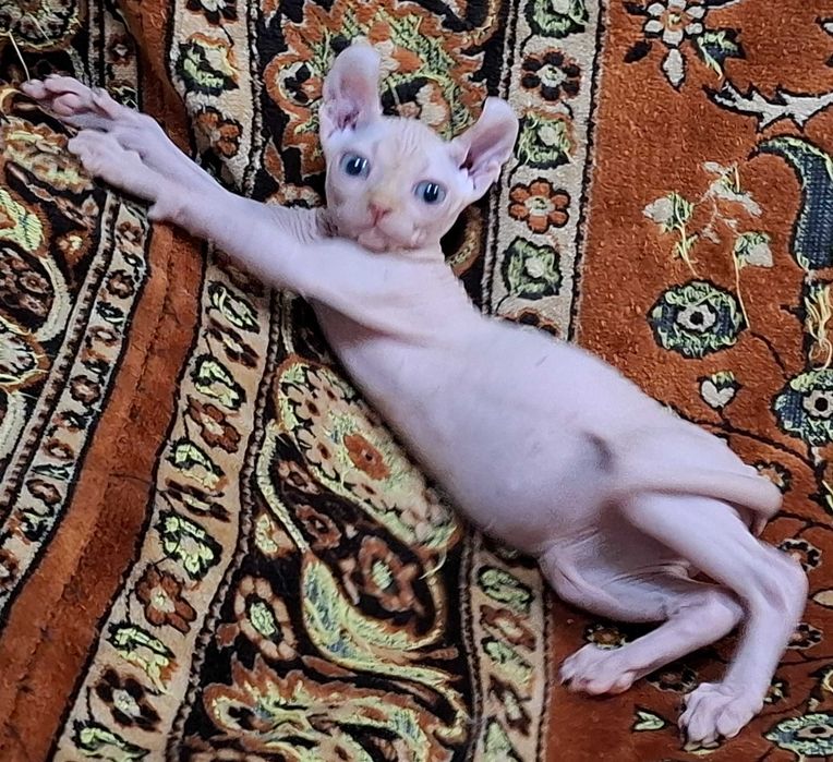 Котята породы Эльф