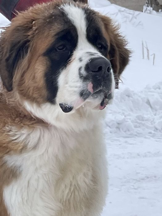 Щенки сенбернара