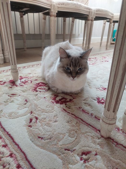 Кошка полусиамка