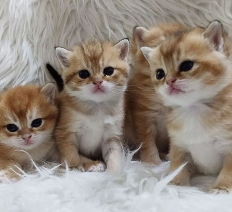 Золотая шиншилла