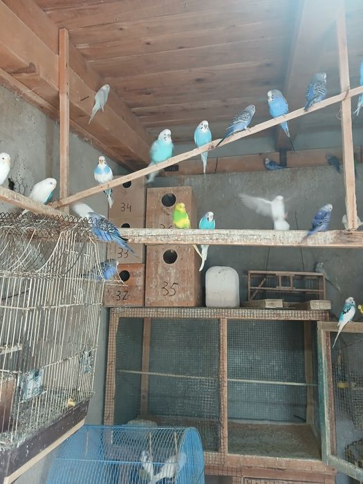 Papagali perusi tineri