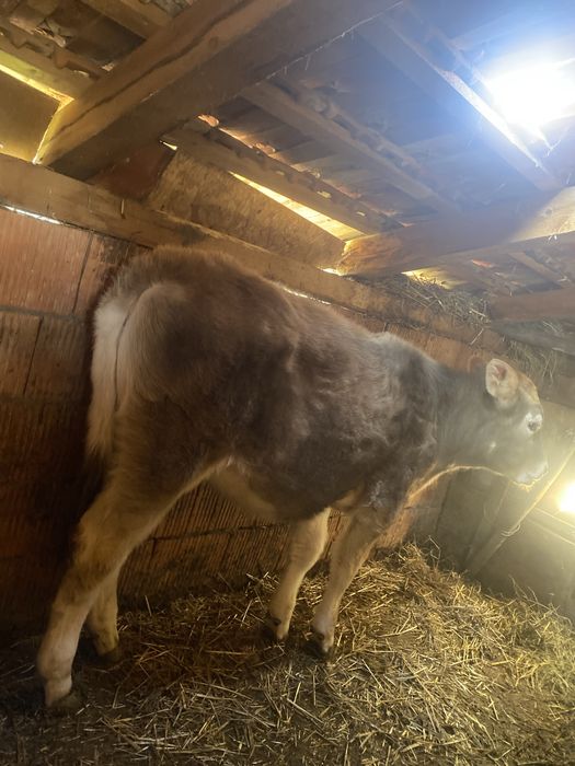 Vand vitea de 4 luni intarcata