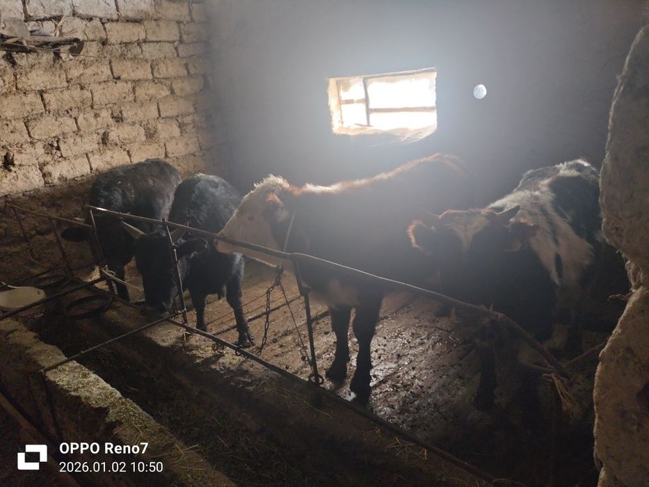 4бука палтарашка