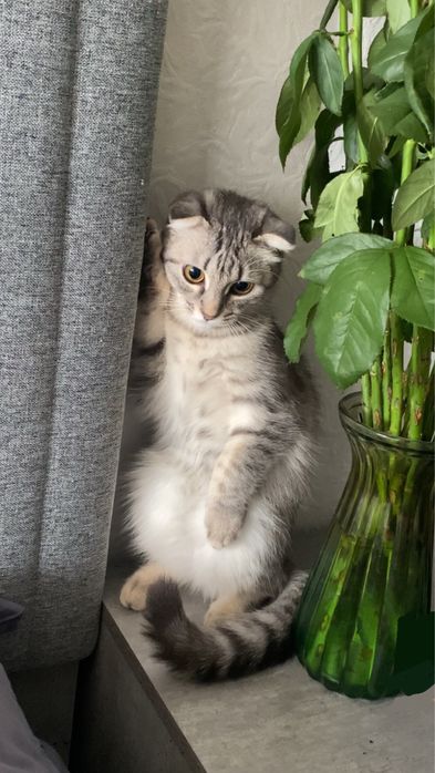 Кошка. Мысық сатылады