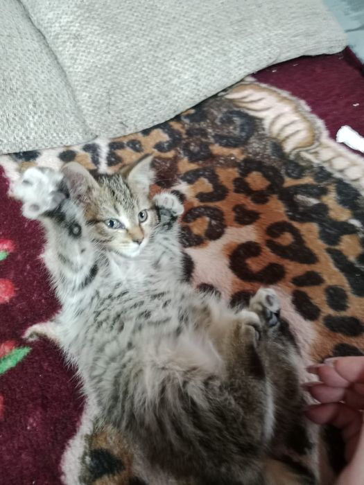 Отдам котят в хорошие руки