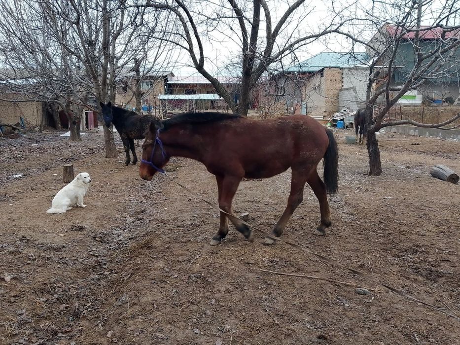 Assalomalekum Uloqchi To'fon otdi bolasi 5 o'ylik sotuvda