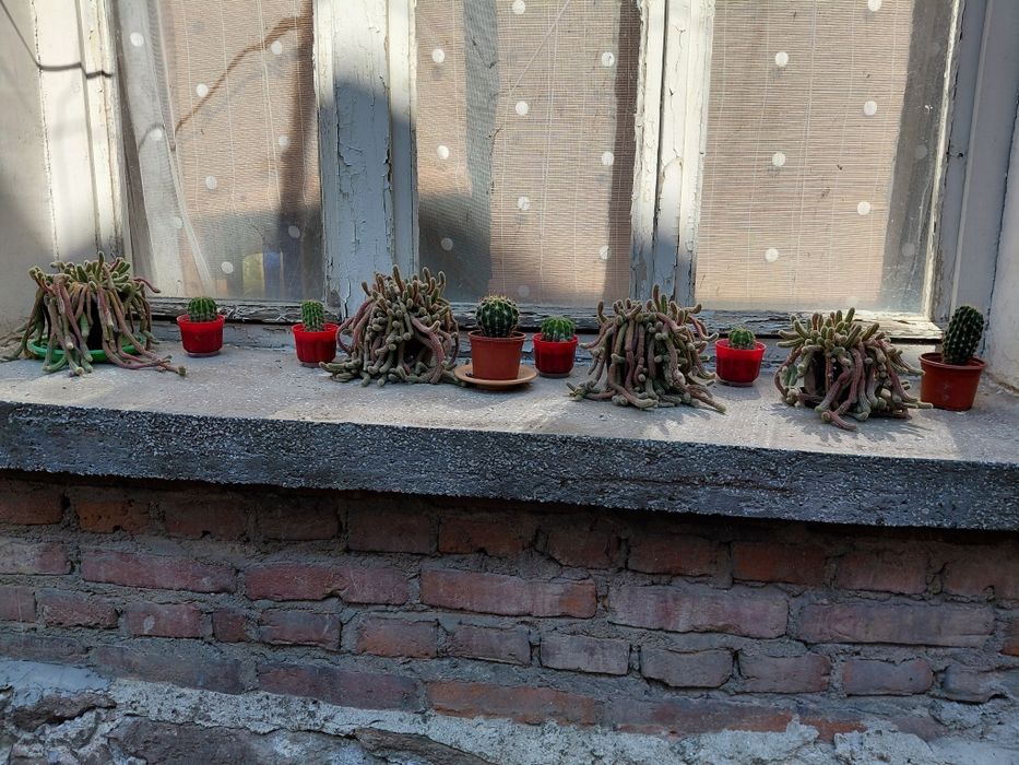 Кактус немръзне през зимата и цъфти жълто