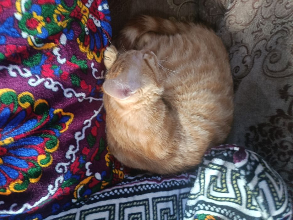 Кошка бесплатно хорошая и игривая