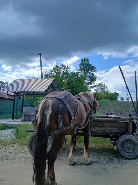 Cârlan semi-greu de vânzare 3 ani