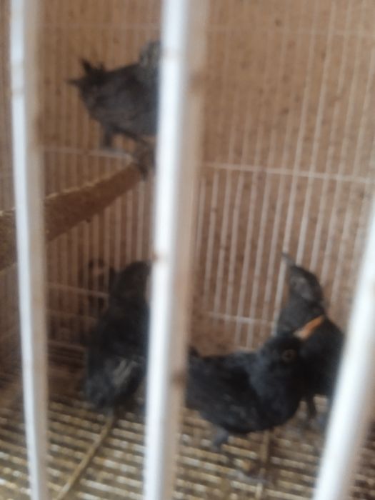 Ручные самки чёрного дрозда