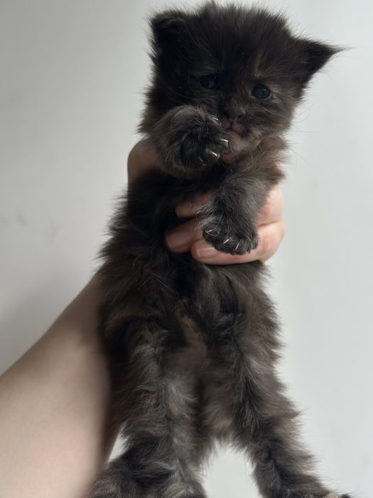 Мейн-Кун котята