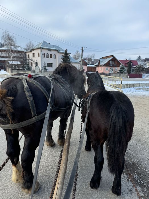 Manji  armasari de rasă