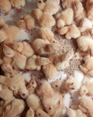 Цыплята Техасских перепелов