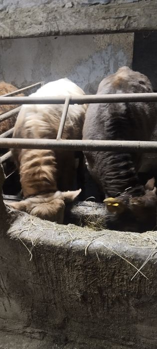 Бычек и телка продам