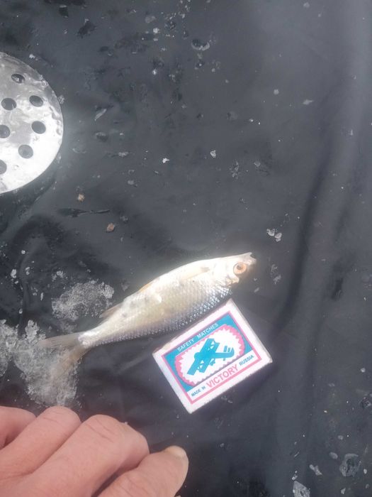 Продам живца плотва поймана на касынкии