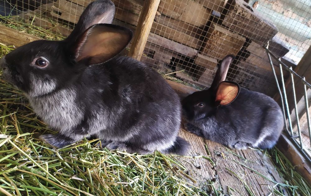 Крольчата породы ,,Полтавское серебро''.