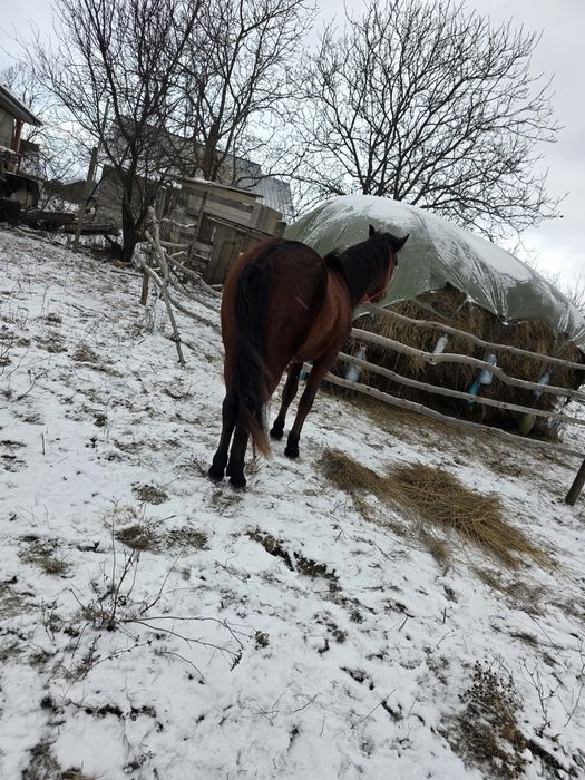Iapa de 4 ani  gestanta , si mânz de 2 ani de  vanazare
