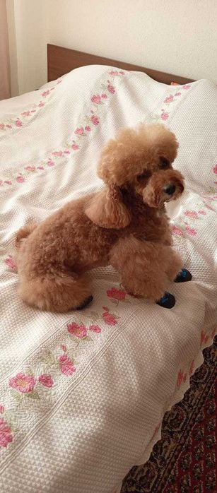 средно момче пудел