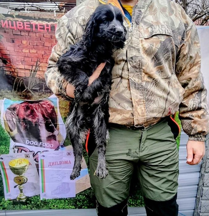 Кокер-бретон шпаньол