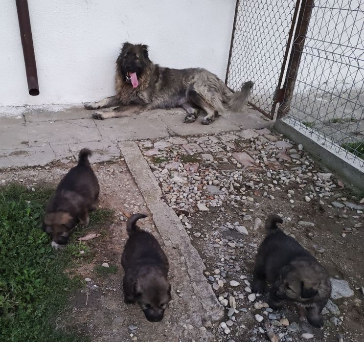 Caută o nouă casă