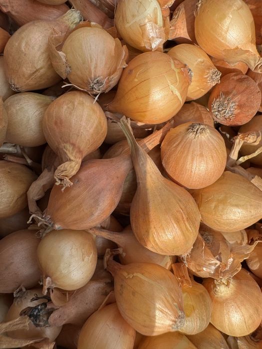 Арпаджик-сорт Щутгарт