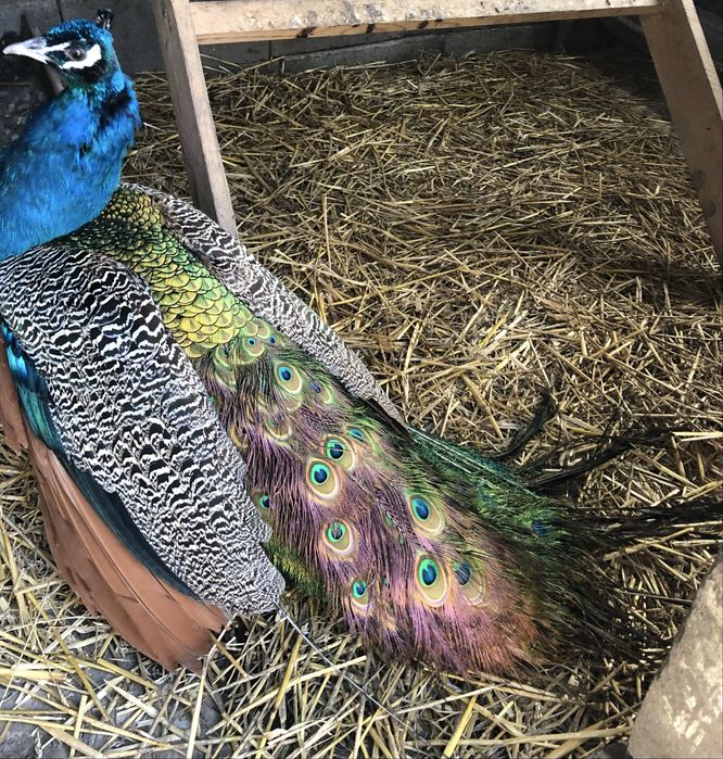 Vand paun in varsta de 2 Ani!