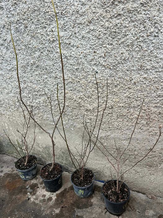 Магнолия в саксия 2 л