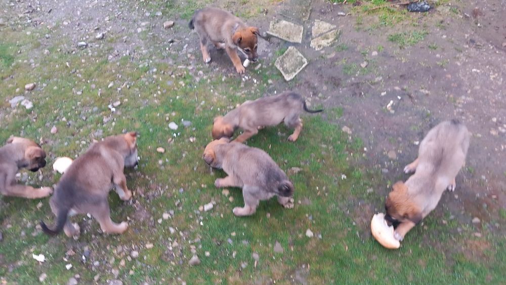 Овчарско куче за паэач