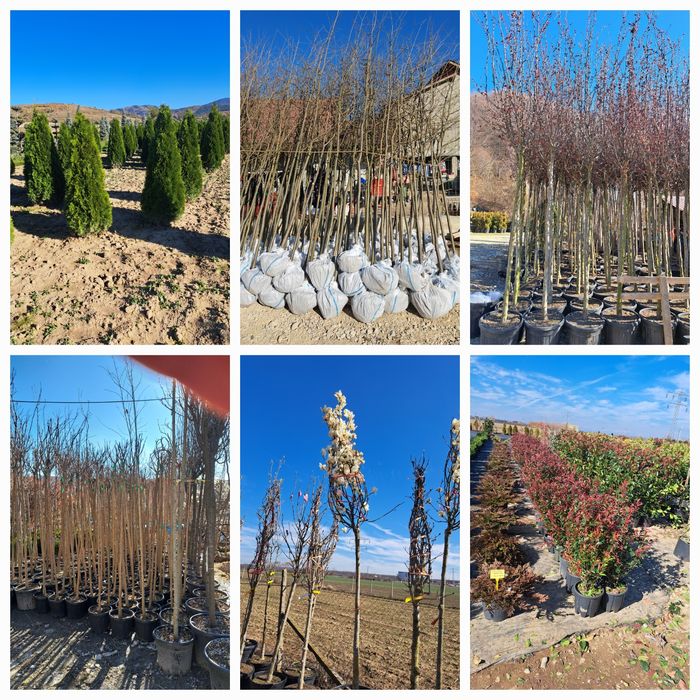 Vindem Platani Stejar Mesteacan Tei Magnoli Leylandy