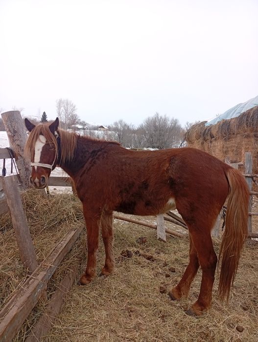 Кобыла 4 года один раз жеребилась.