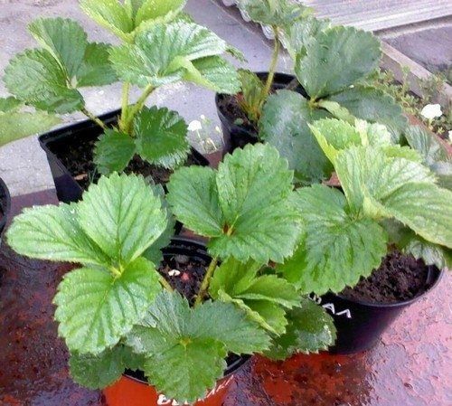 Рассада клубники, малины, смородины