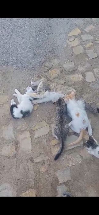 Котёнки пушистые