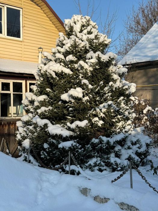 Продам Елку