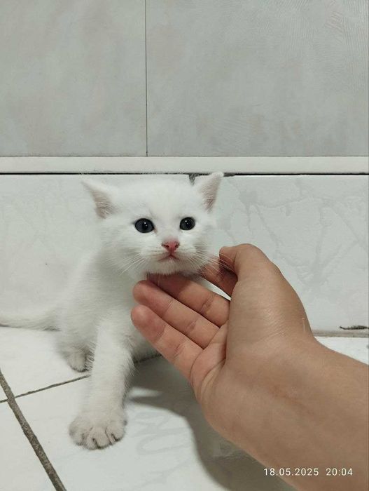 Котята скоттишфолд чистокровные