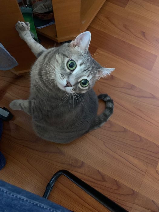 Donez urgent pisica adulta