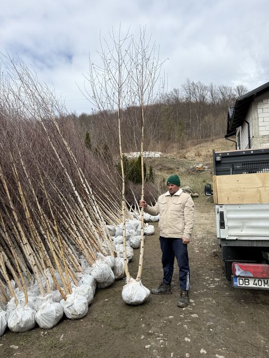 Mesteacăn cu coaja alba