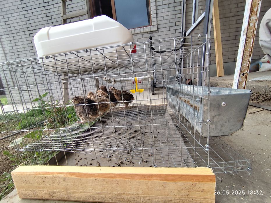 Мини ферма на 20 перепелов